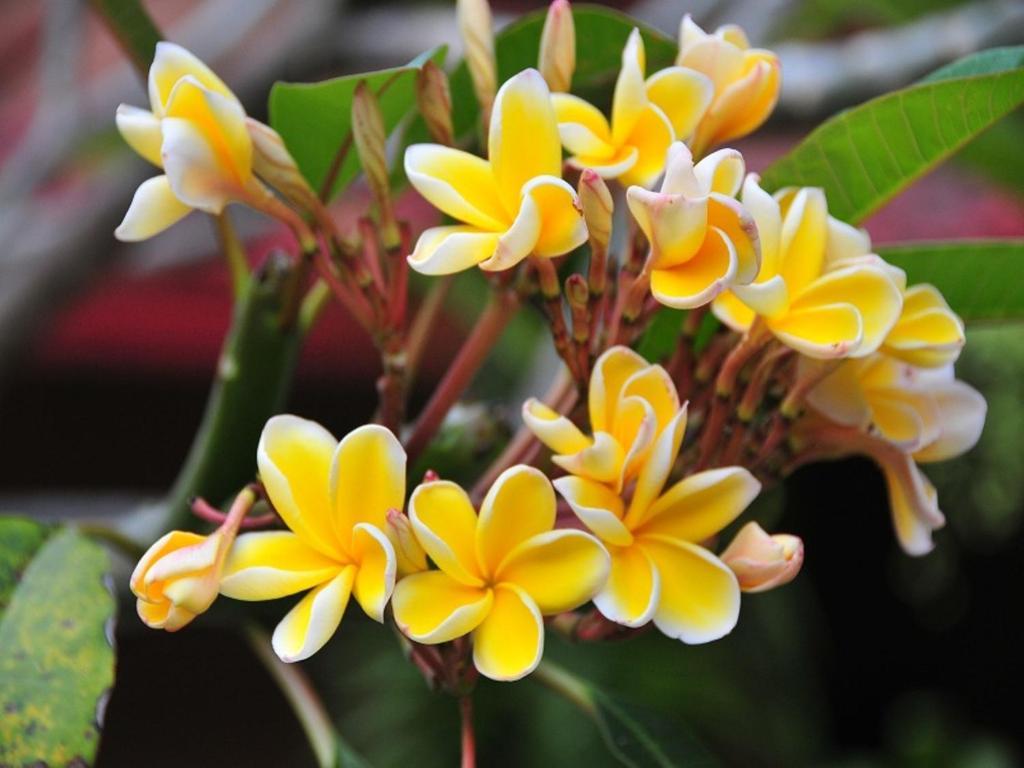 Angkor Secret Garden Inn Siem Reap Zewnętrze zdjęcie